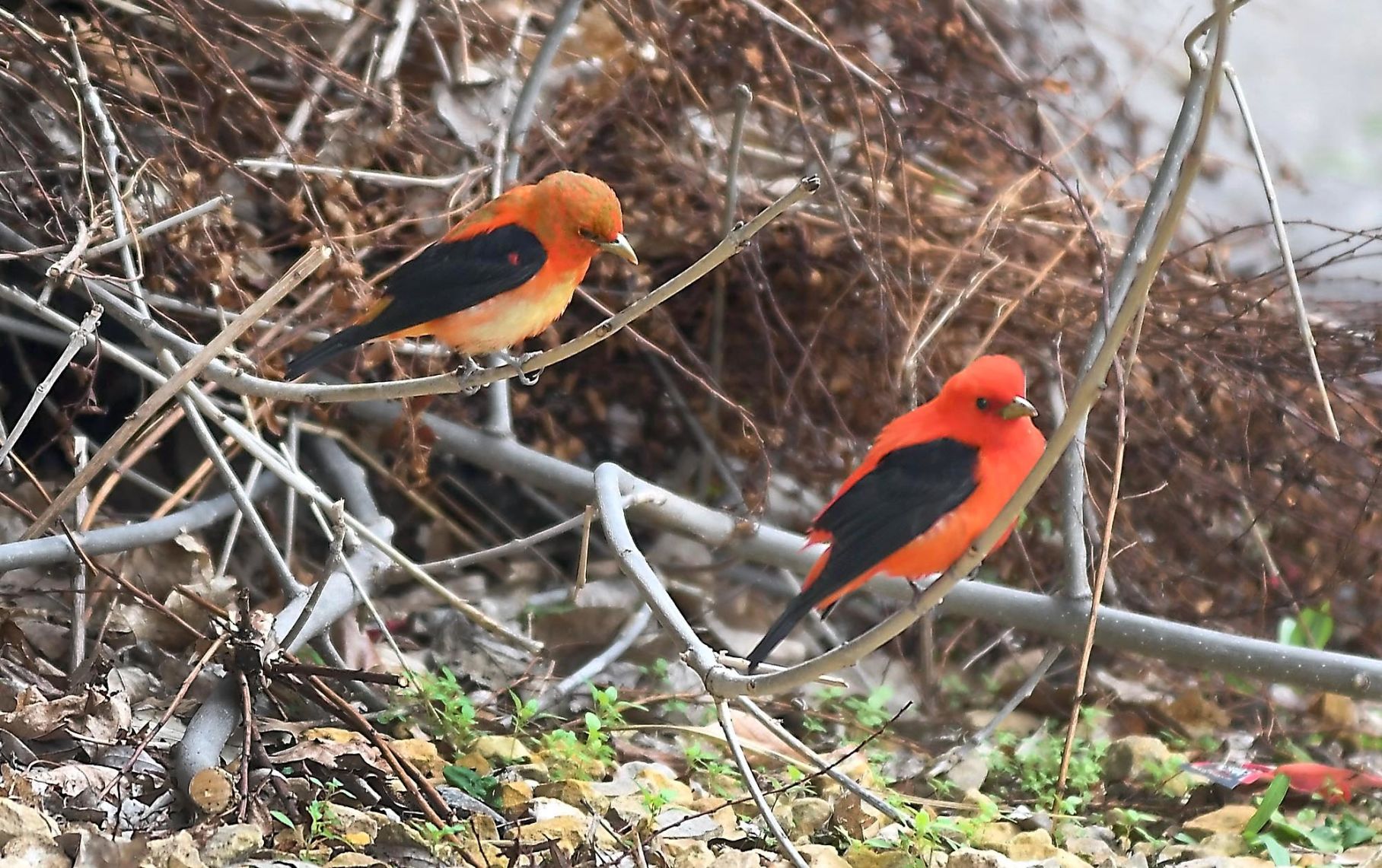 Scarlet tanagers